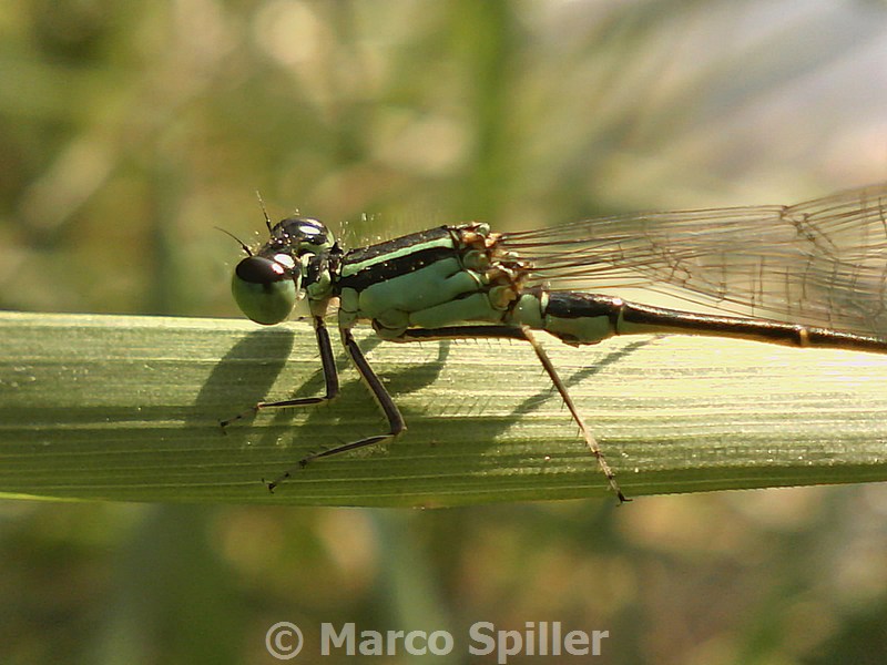 Coenagrionide da identificare